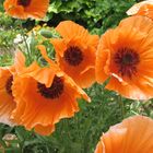 Mohn 3