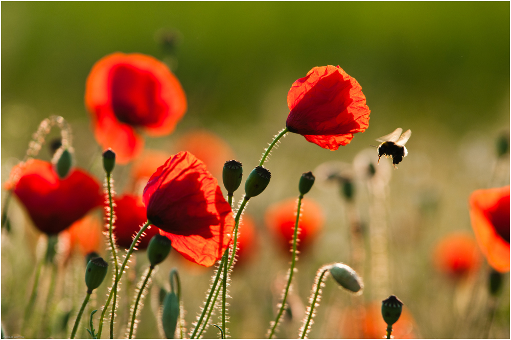 Mohn 3