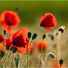 Mohn 3