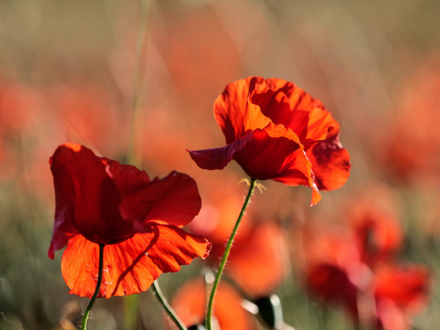 Mohn 3