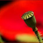 Mohn (3)