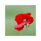 Mohn 3