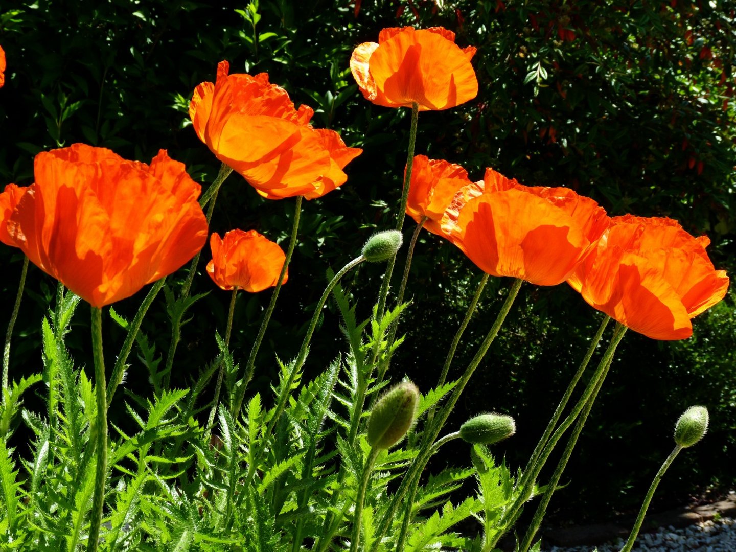 Mohn 3