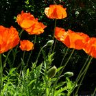 Mohn 3