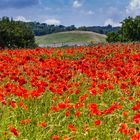 Mohn #3