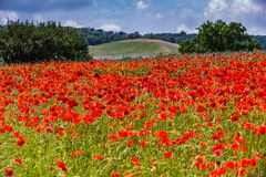 Mohn #3