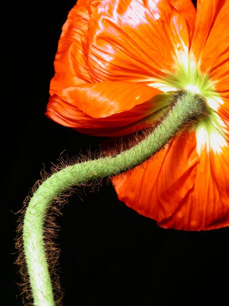 Mohn 3