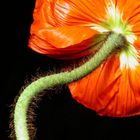 Mohn 3