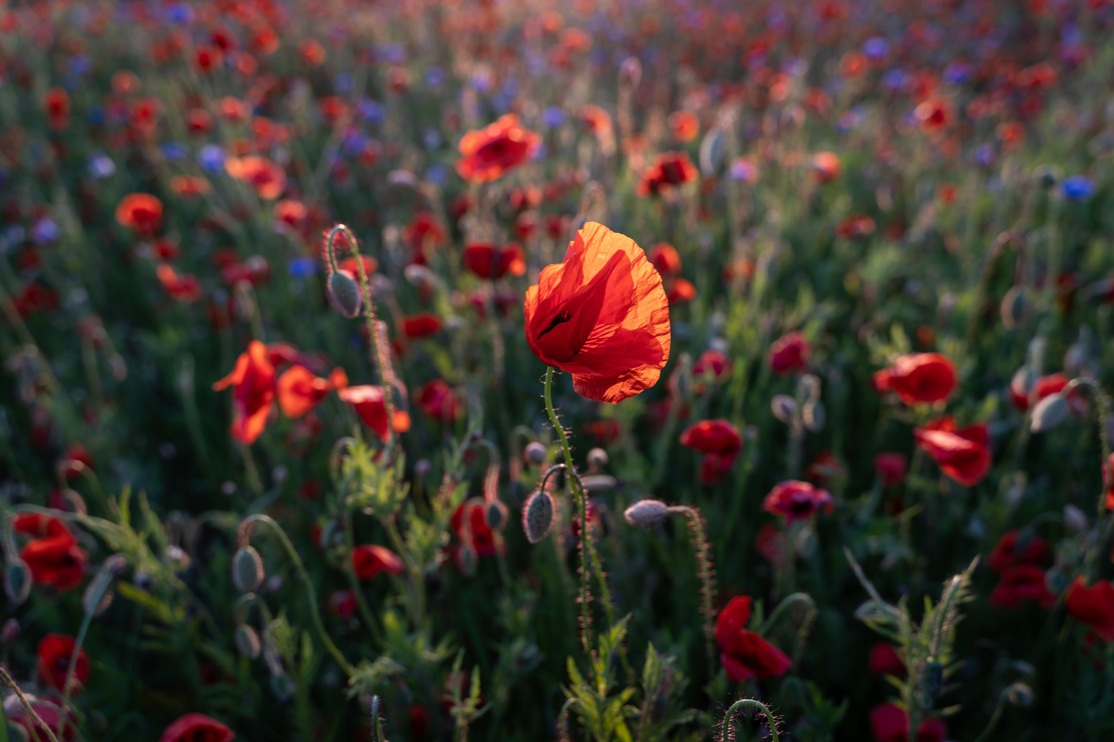 Mohn (3)