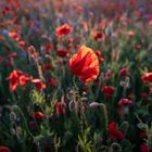 Mohn (3)