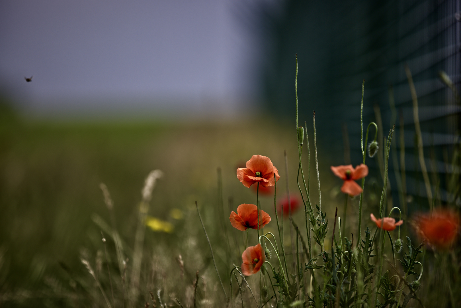 Mohn 3