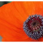 Mohn -3-