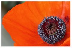 Mohn -3-