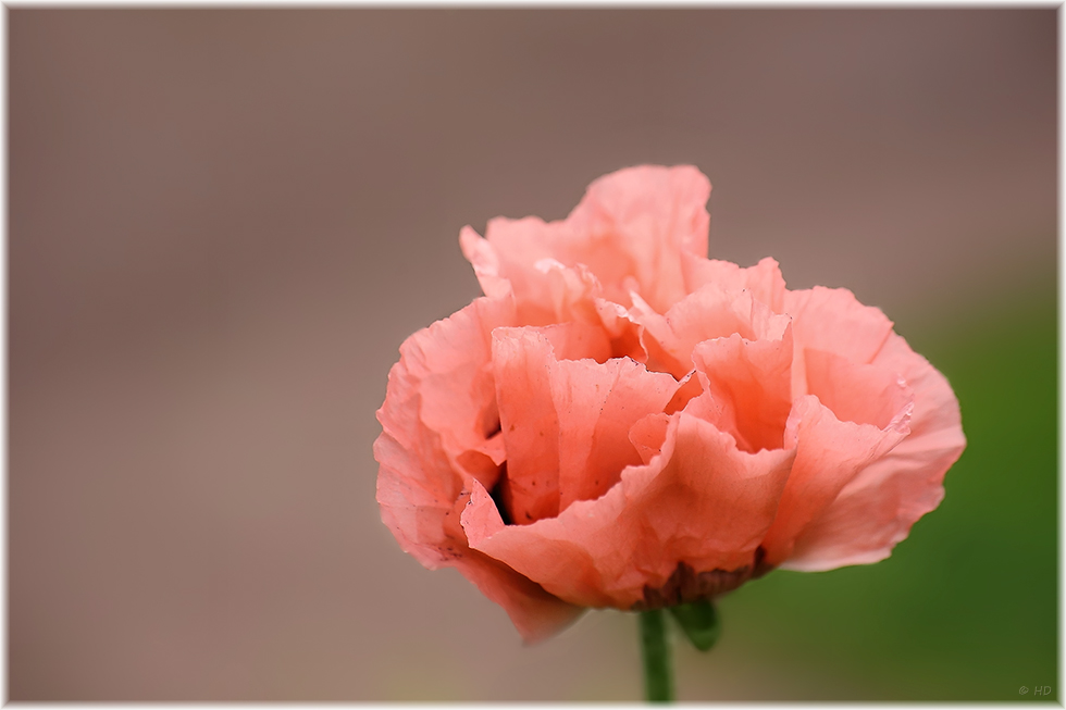 Mohn - 3 -