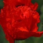 Mohn -3-