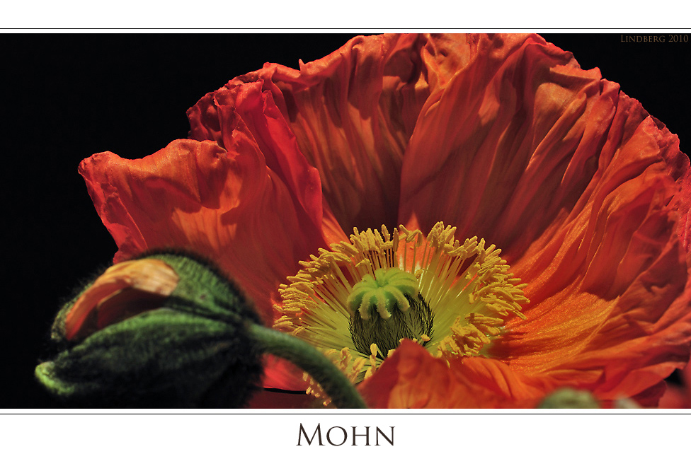 Mohn 3