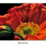 Mohn 3