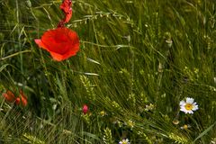 Mohn 3