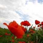 Mohn 3