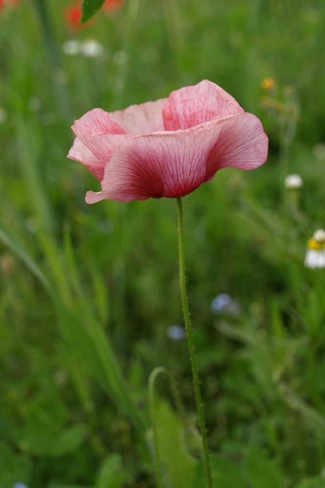 Mohn #3