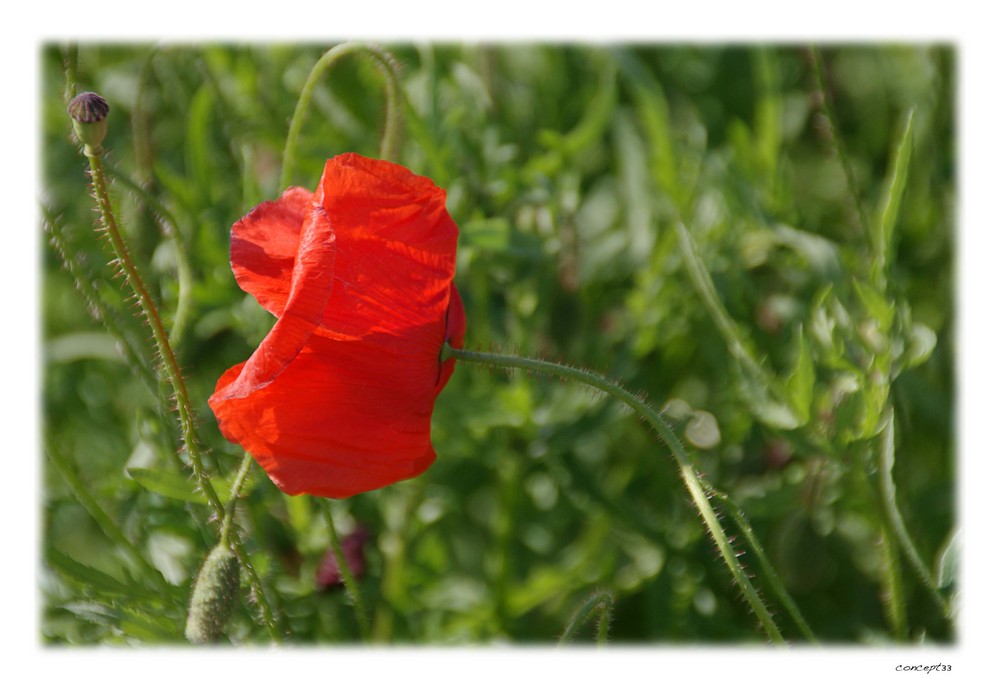 Mohn 3