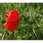 Mohn 3