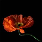 Mohn ... (3)