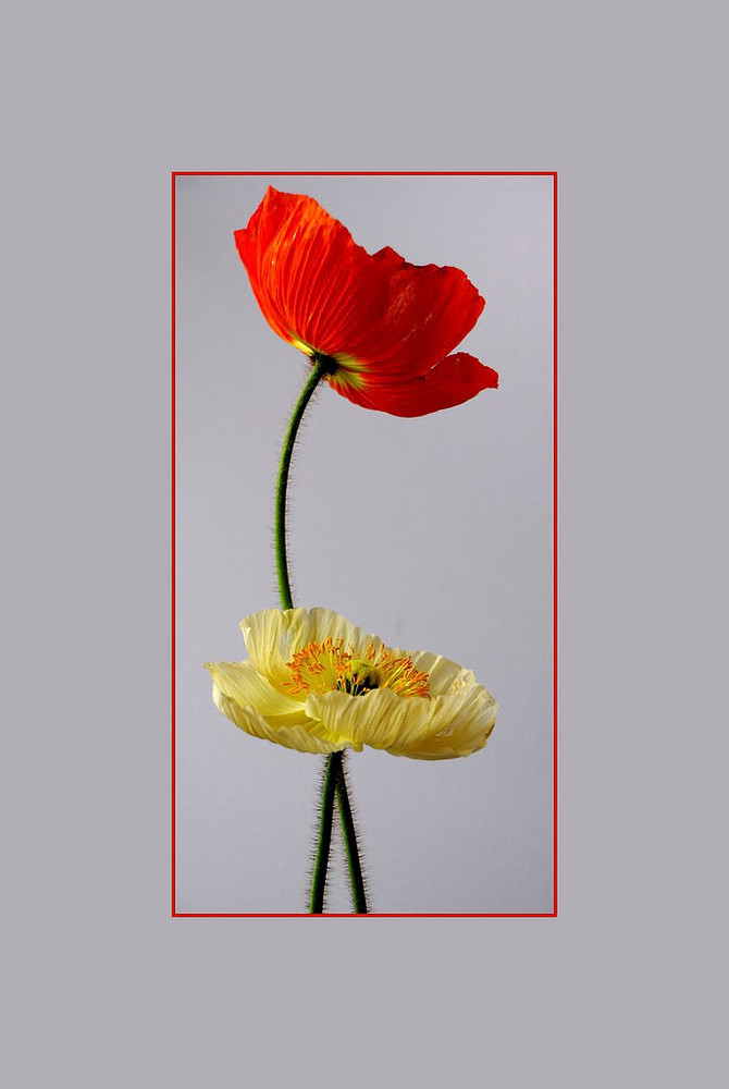 Mohn 3