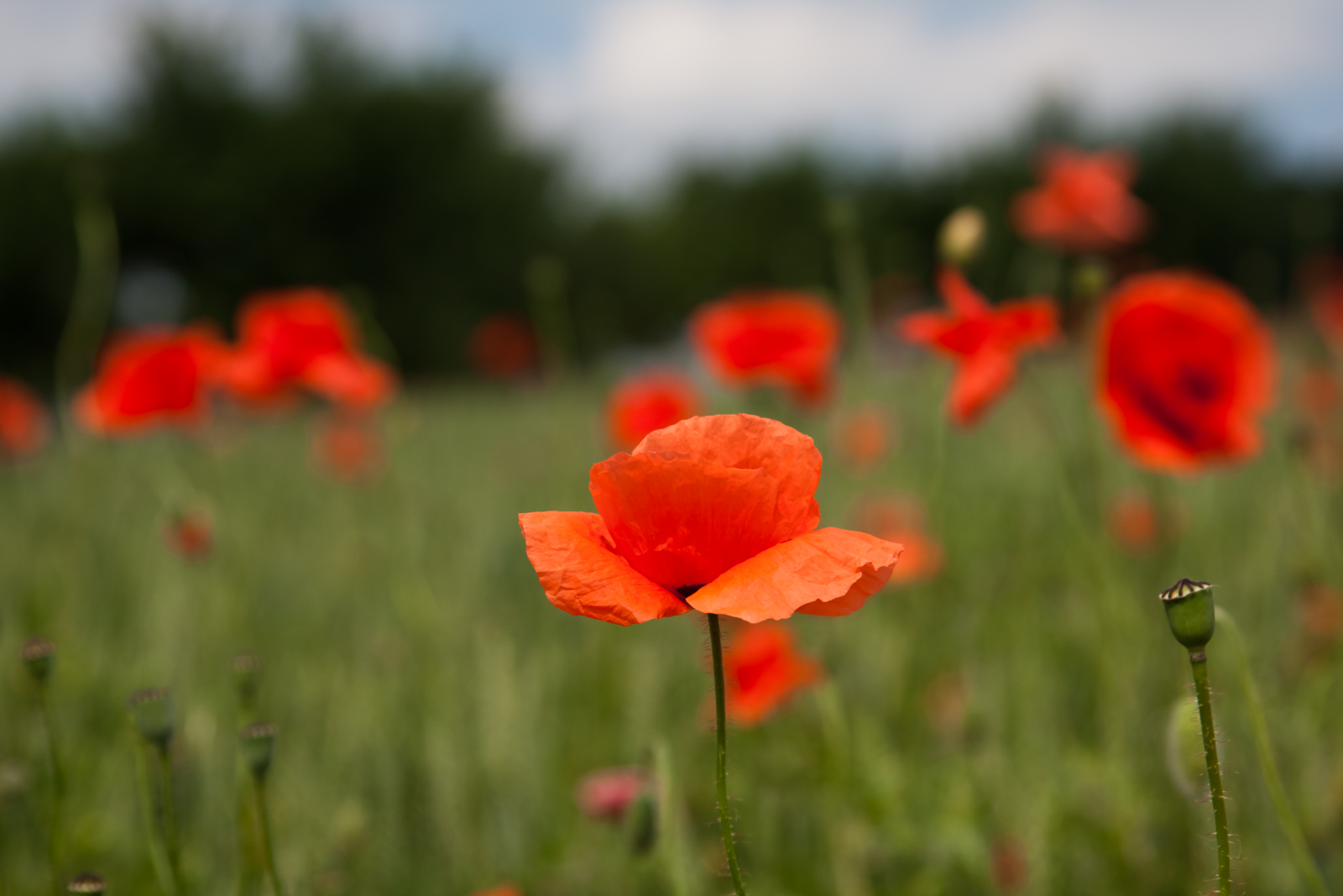 Mohn 3