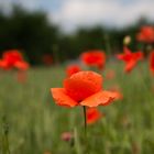 Mohn 3