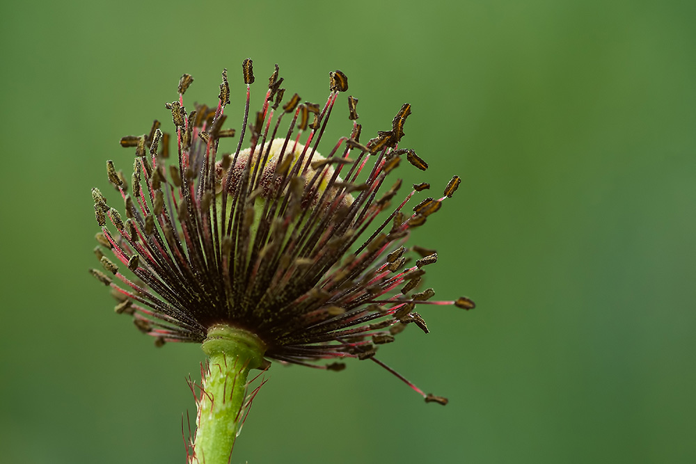 Mohn 3