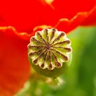 Mohn 3