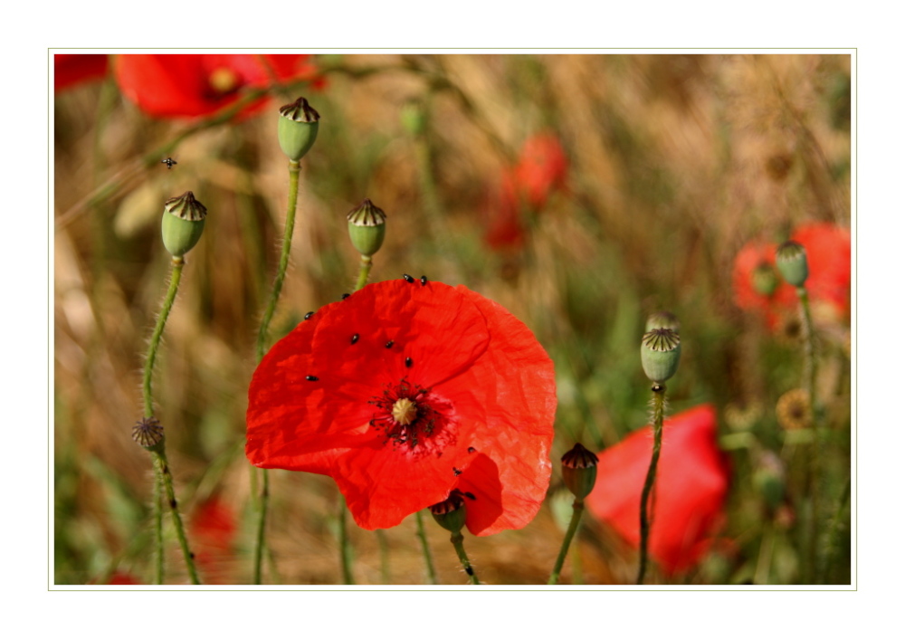 Mohn (3)