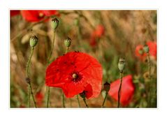 Mohn (3)