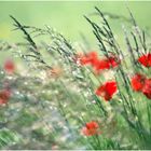 Mohn 3