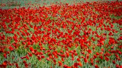 Mohn #3