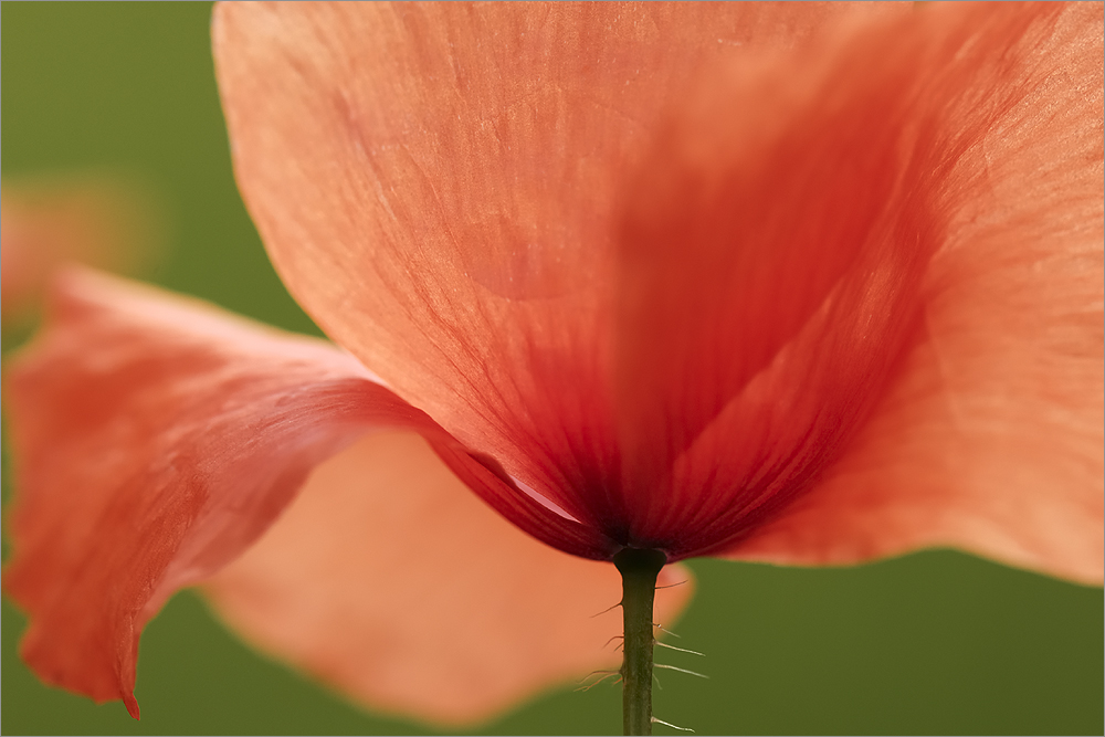 Mohn [3]