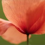 Mohn [3]