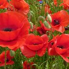 Mohn - 30-05-2014 II