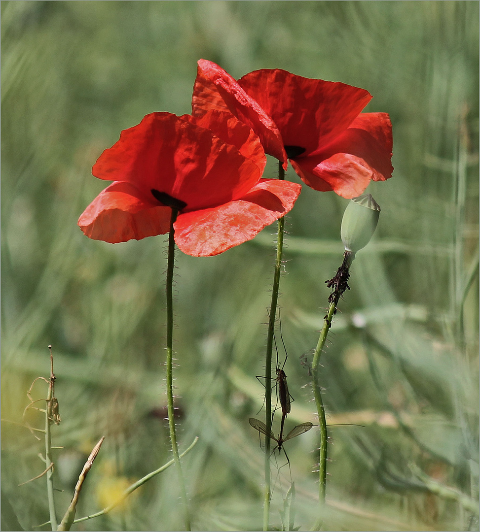 Mohn