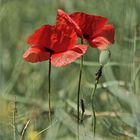 Mohn