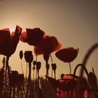 Mohn