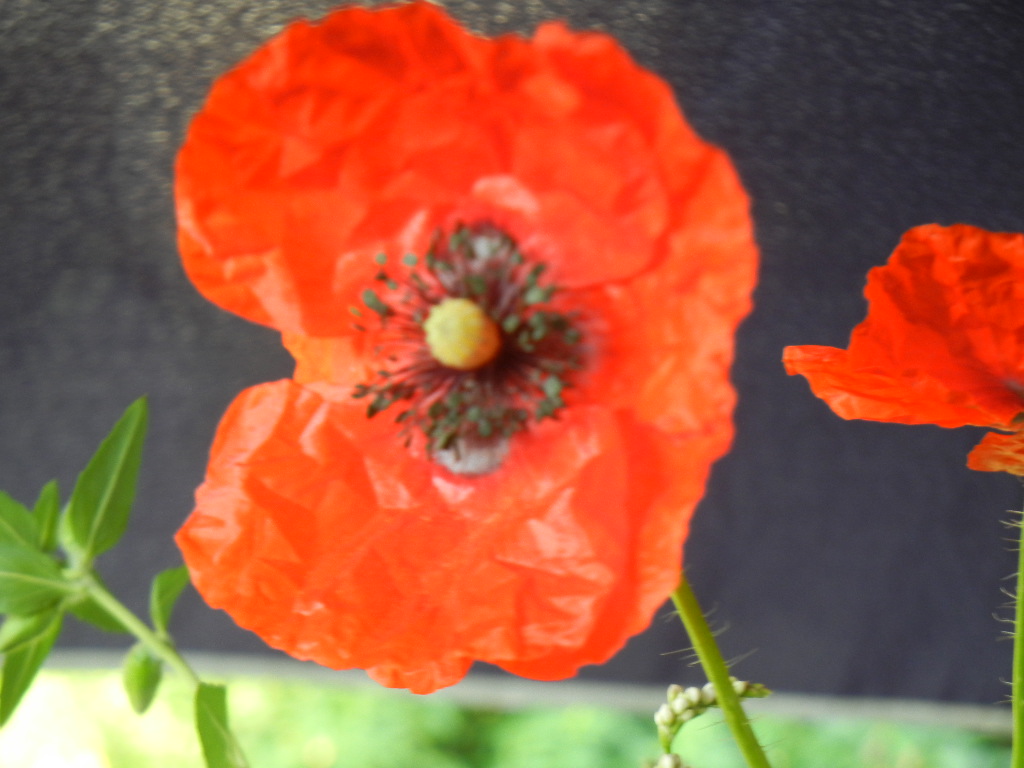 Mohn