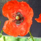 Mohn