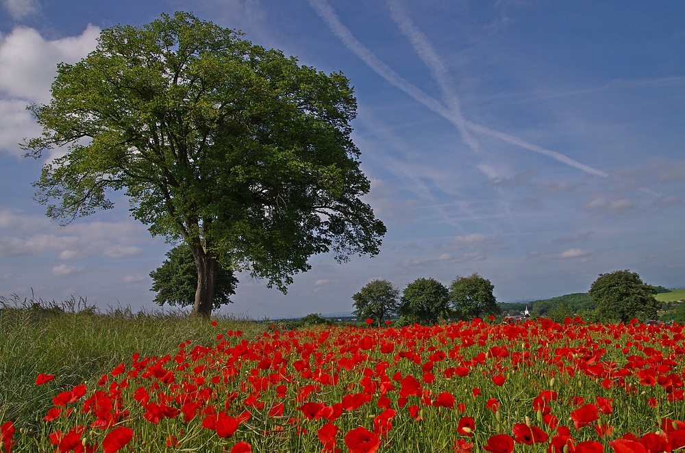 Mohn 30.5.14