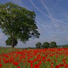 Mohn 30.5.14