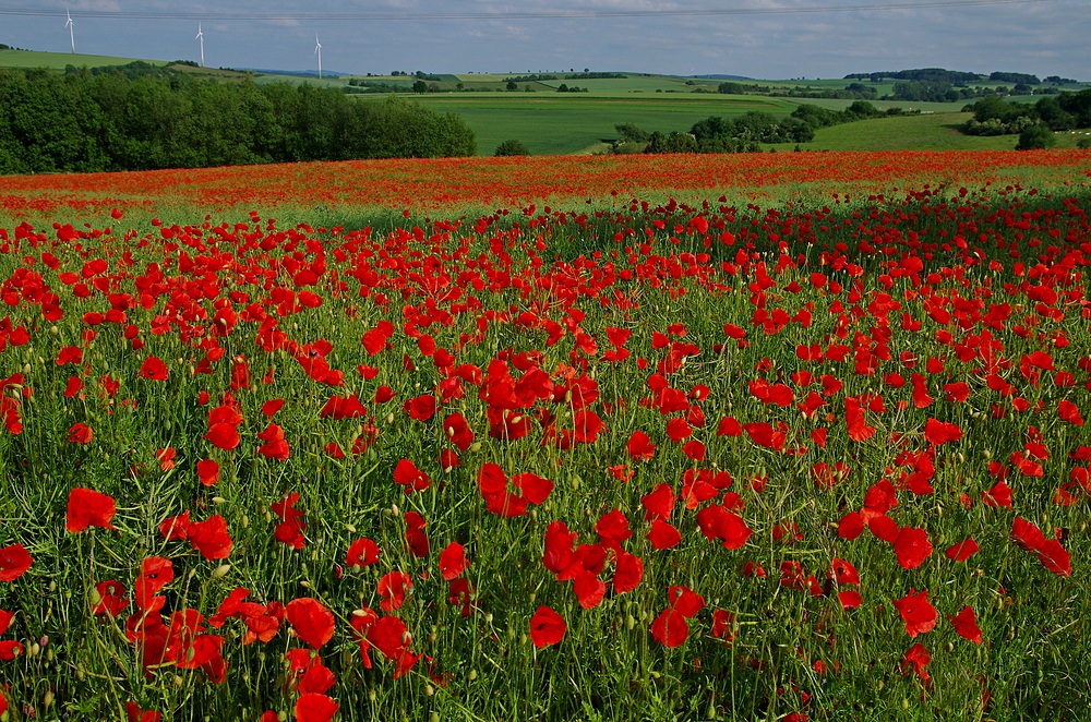 Mohn 30.5.14 Eifel