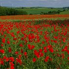 Mohn 30.5.14 Eifel