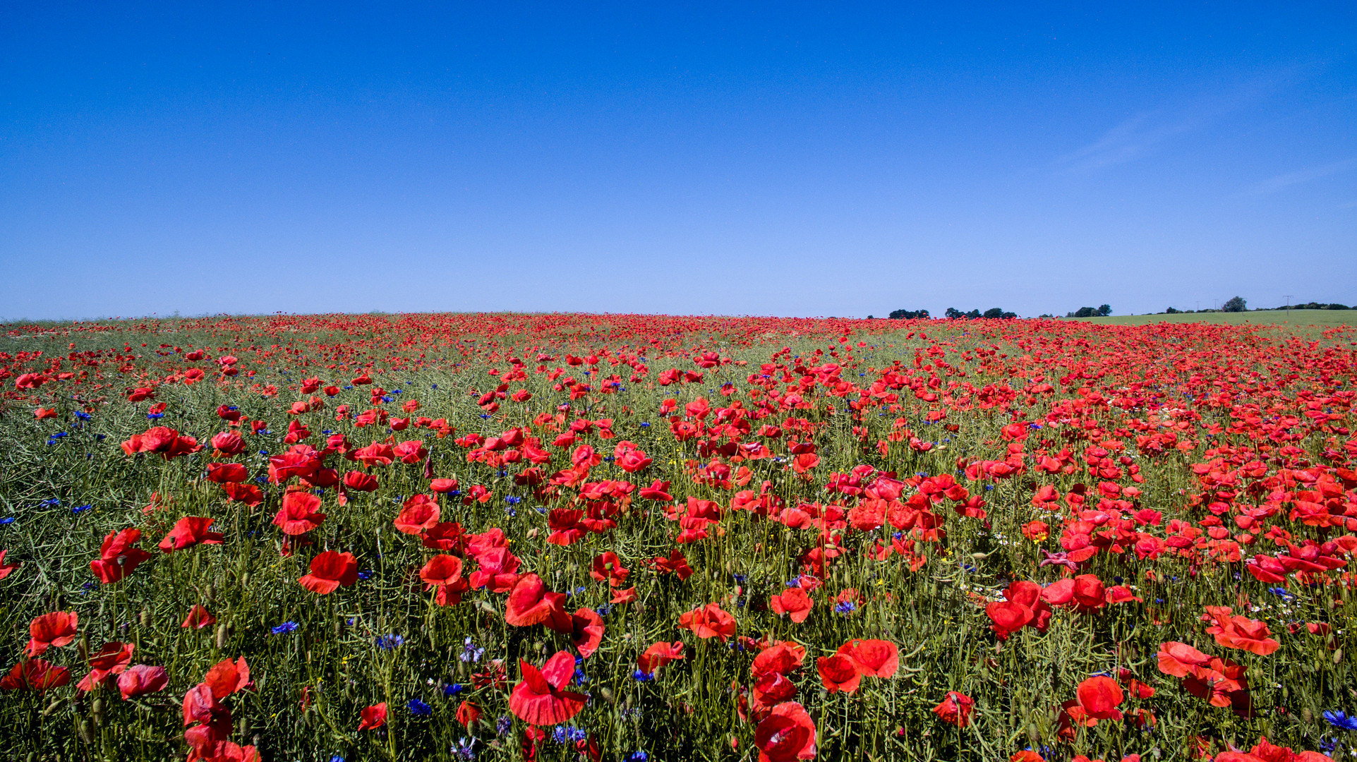 Mohn