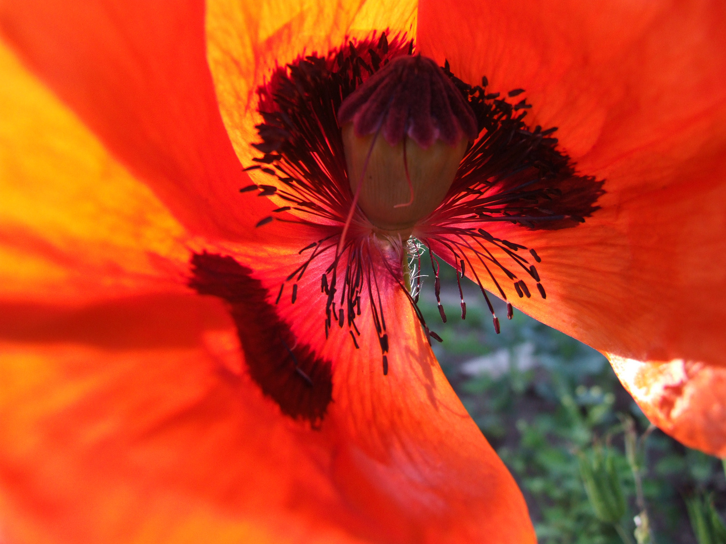 Mohn